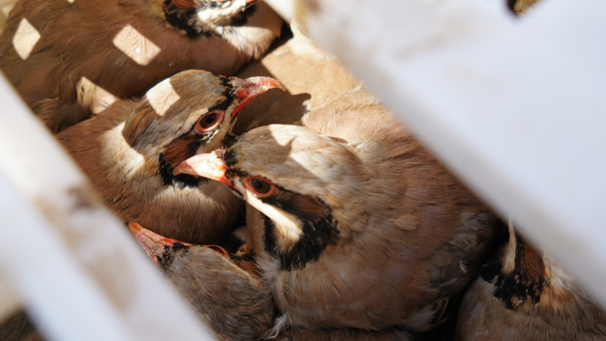 resim-2025-08-09-145307614