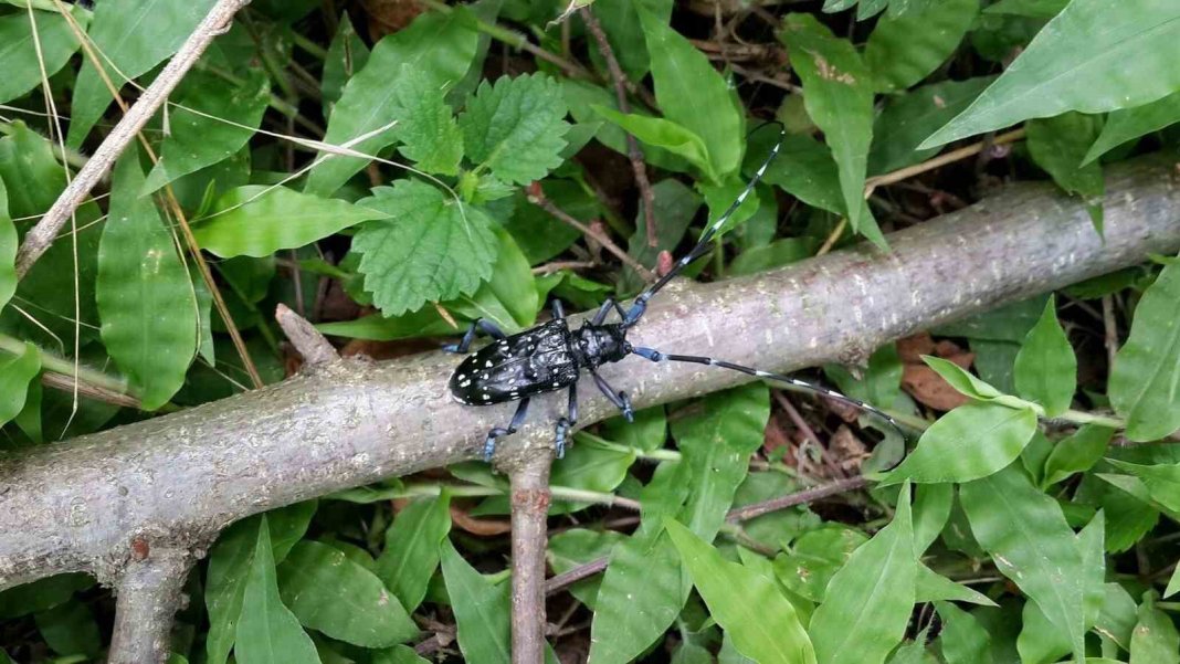 ureticinin-kabusu-ortaya-cikti-iste-tehlikenin-adi-drakula-2