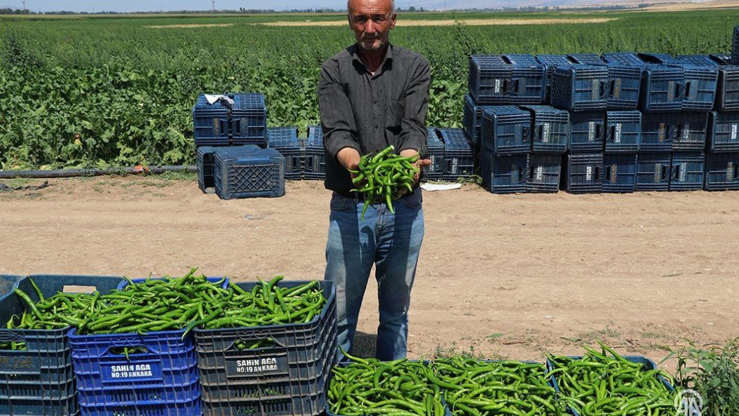 antalya-degil-burada-olmaz-dediler-herkesi-dinlemeyip-tarlasina-biber-ekti-simdi-gunde-14-ton-topluyor-2