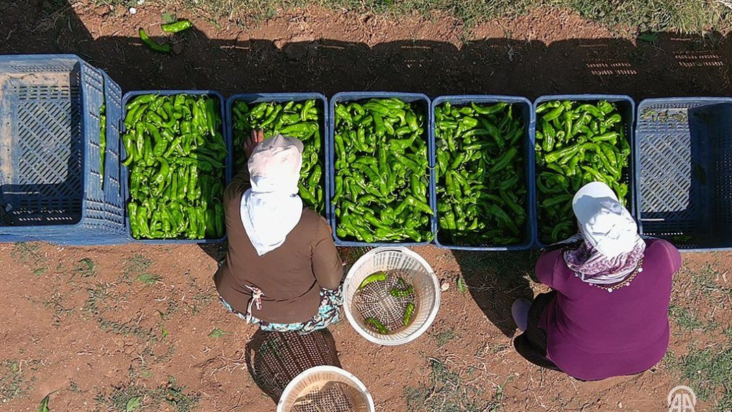 antalya-degil-burada-olmaz-dediler-herkesi-dinlemeyip-tarlasina-biber-ekti-simdi-gunde-14-ton-topluyor-3