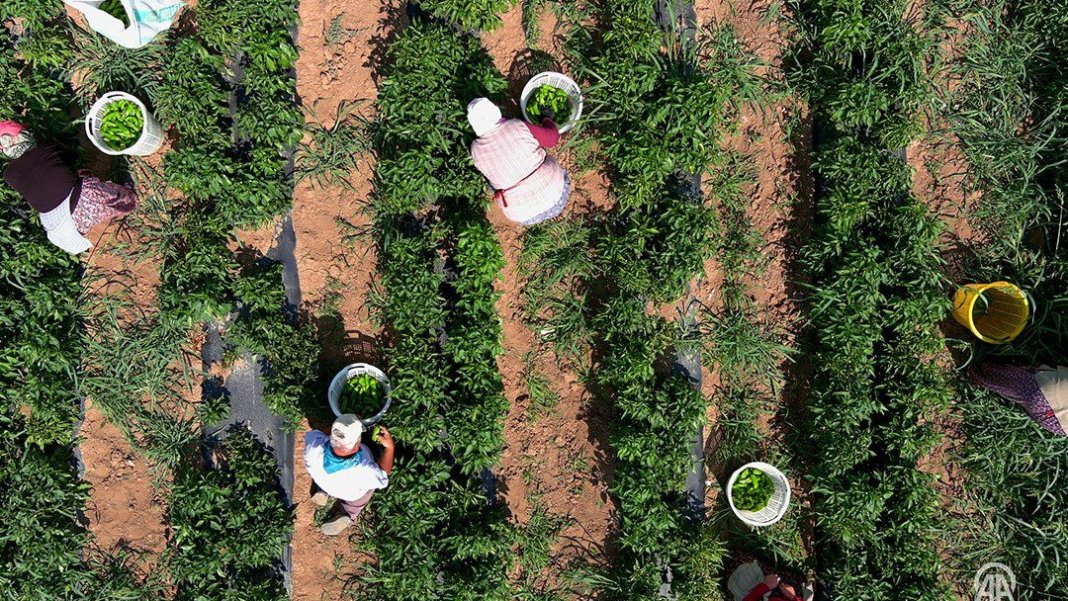 antalya-degil-burada-olmaz-dediler-herkesi-dinlemeyip-tarlasina-biber-ekti-simdi-gunde-14-ton-topluyor