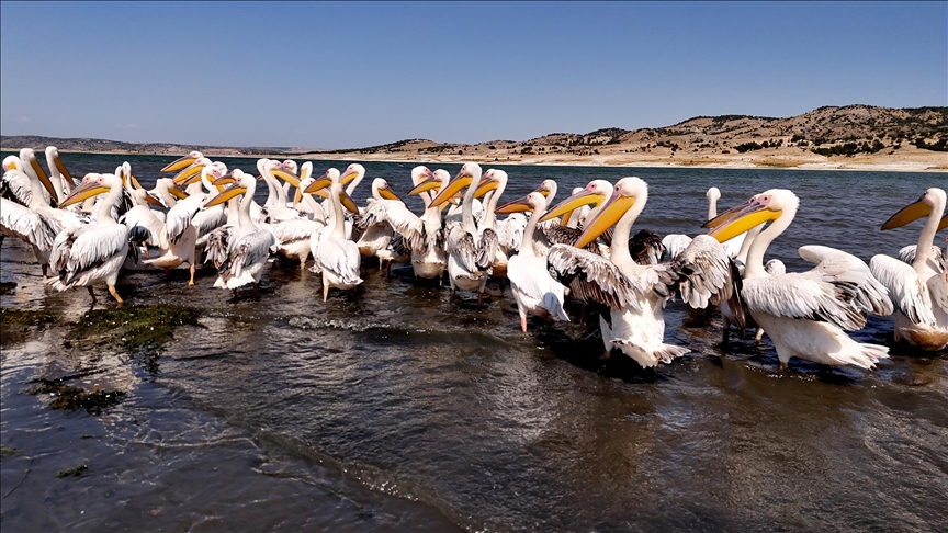 thumbs-b-c-3f5dce1febe49bc604b8e10b020f19cc