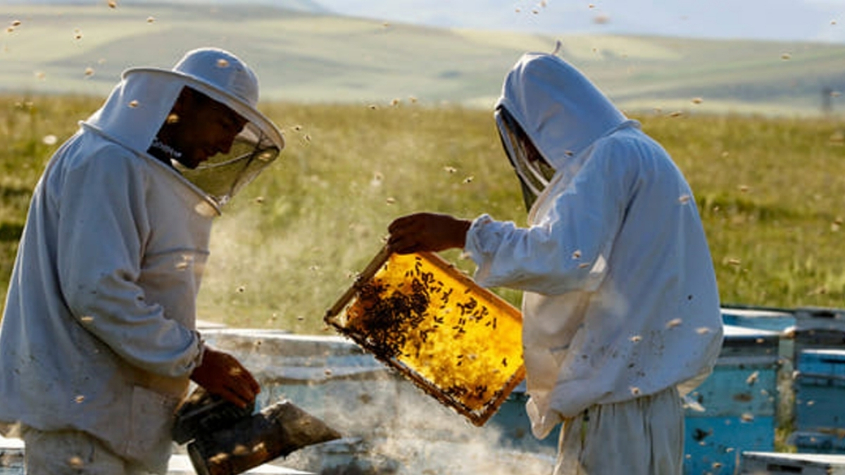 bakanlik-denetledi-balin-degeri-artti-bu-yilin-hasadi-basladi-yuzbinlerce-kisi-gecimini-bu-isle-sagliyor