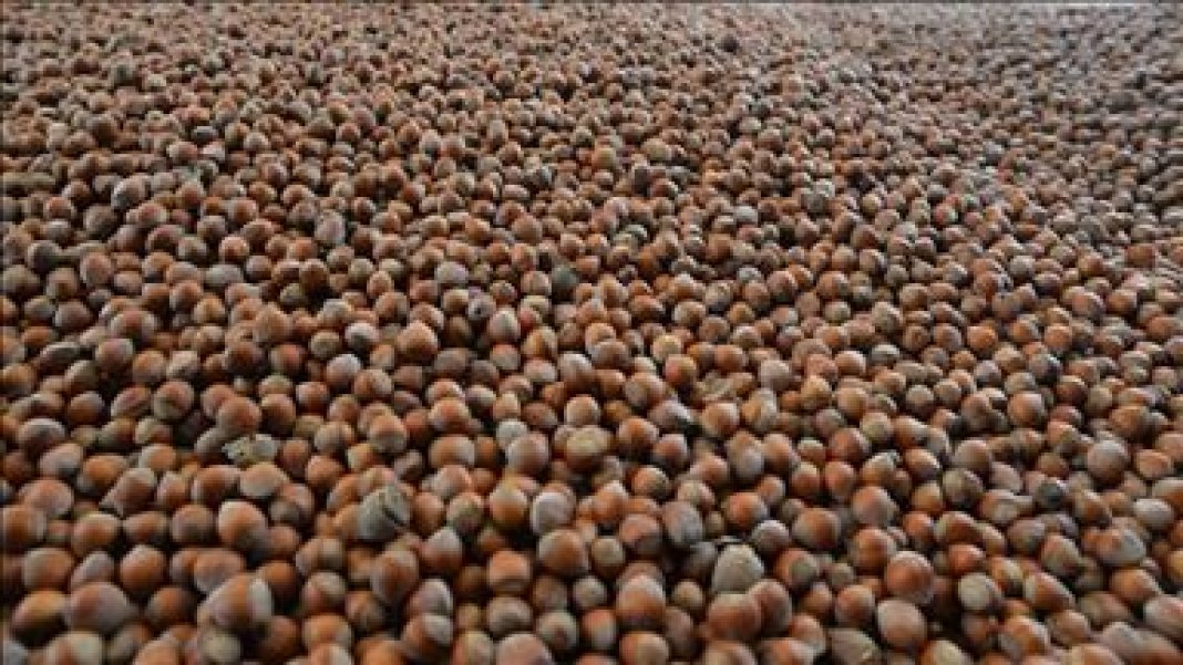 findikta-aci-tablo-fiyatlar-almanyada-ucacak-turkiyedeki-uretici-yine-magdur-olacak-1