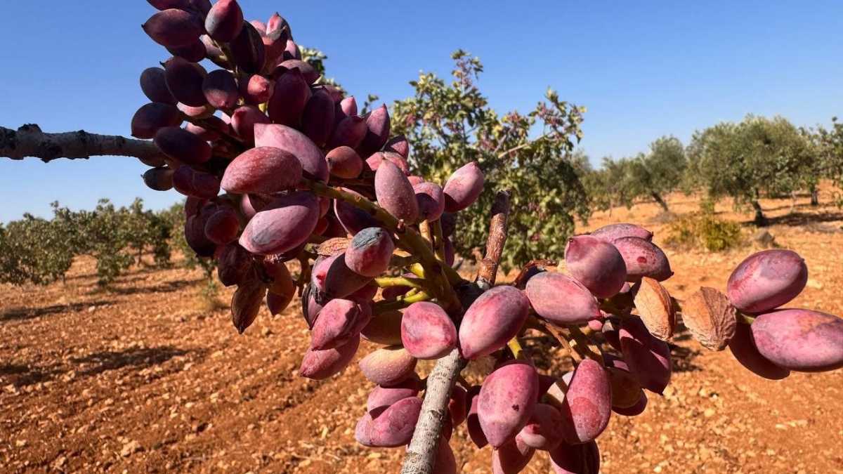 resim-2025-08-13-121639760