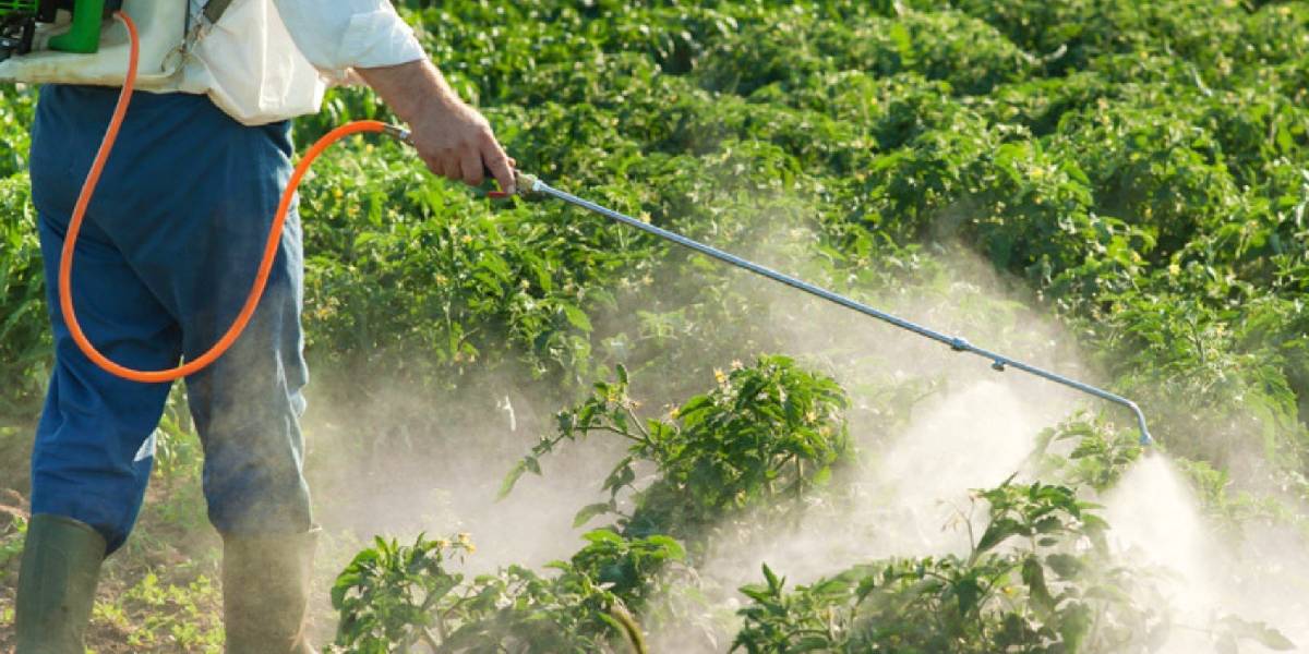 pestisitin-en-az-oldugu-4-besin-2