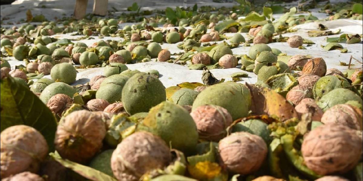 ceviz-yetistiriciligi-1