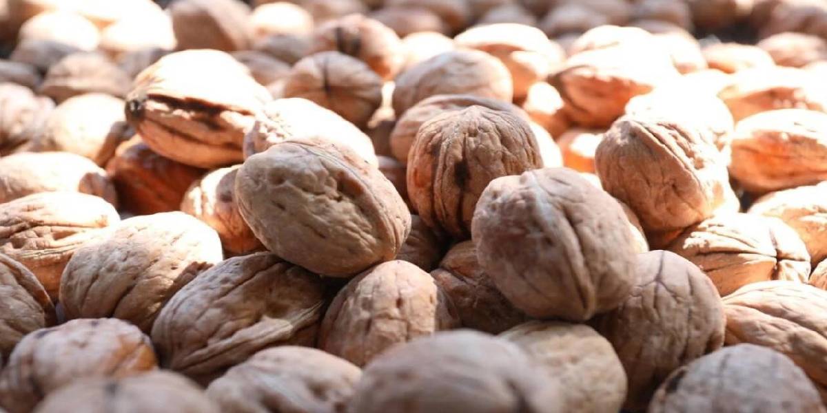 ceviz-yetistiriciligi-2