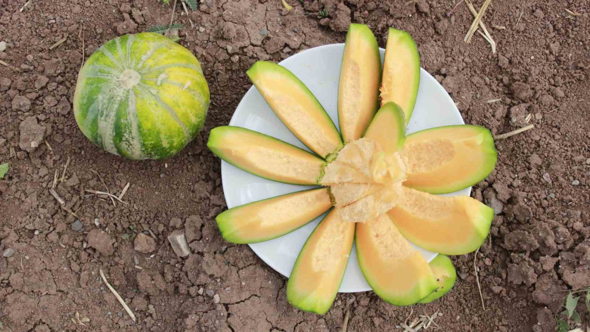 resim-2025-08-15-014104379