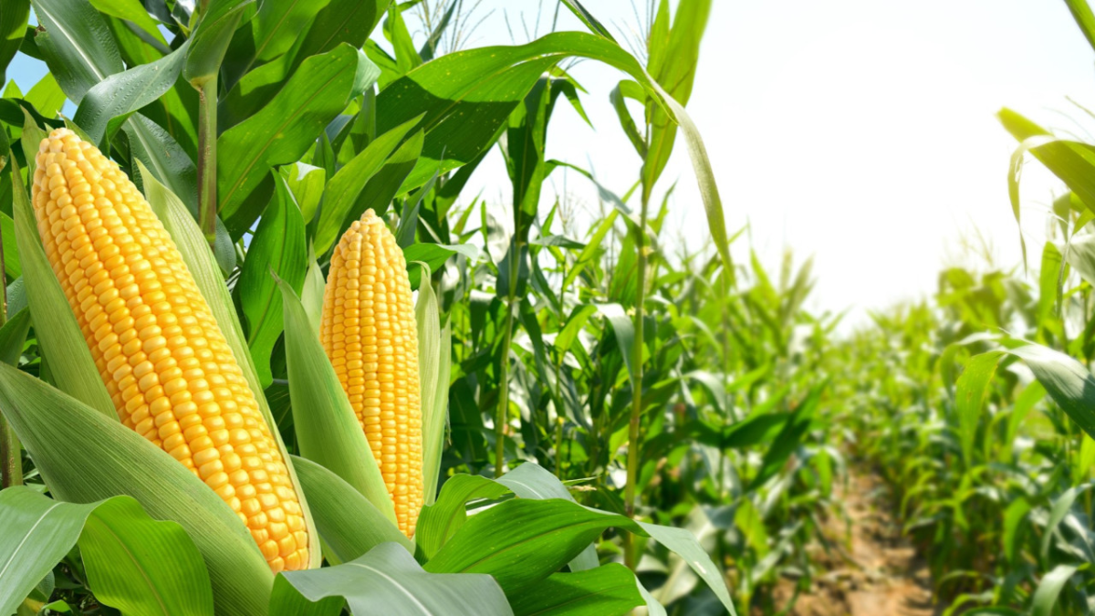 resim-2025-08-15-160456949