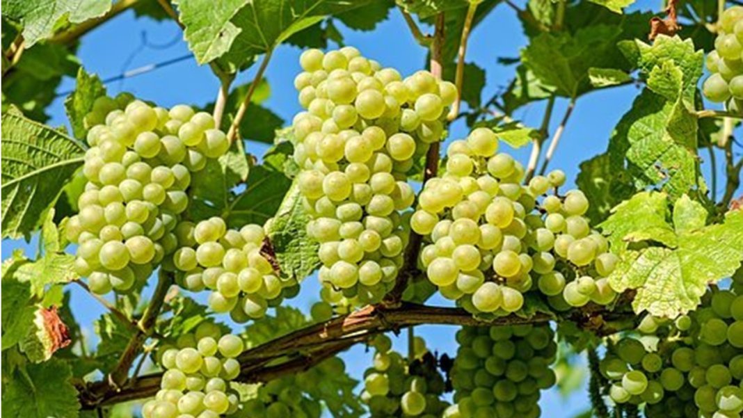 dikkat-edilmesi-gereken-meyveler-uzum