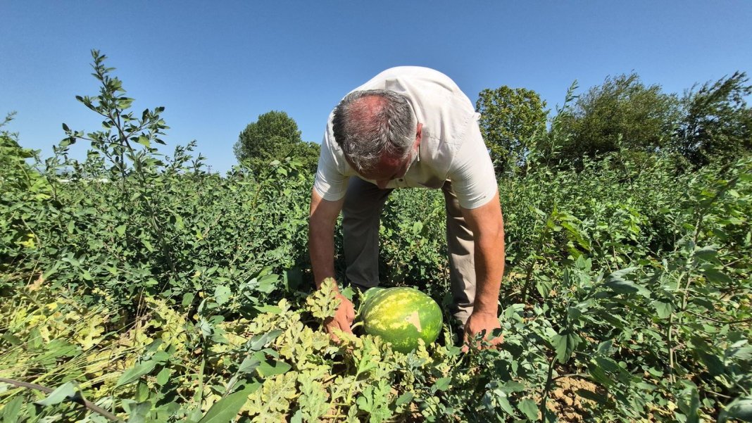 duzceden-tarim-devrimi-artik-kavun-ve-karpuz-kasimin-sonuna-kadar-yiyebilecegiz