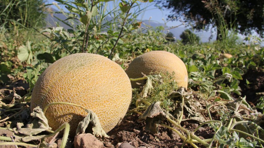 en-dusuk-puanli-meyeler-kavun