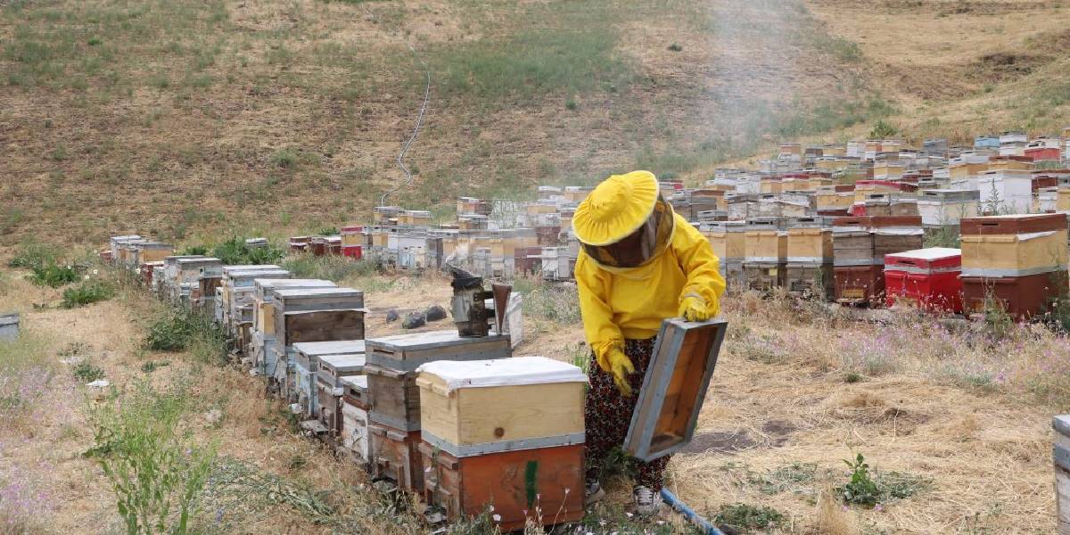 hakkaride-aricilik-yapan-1