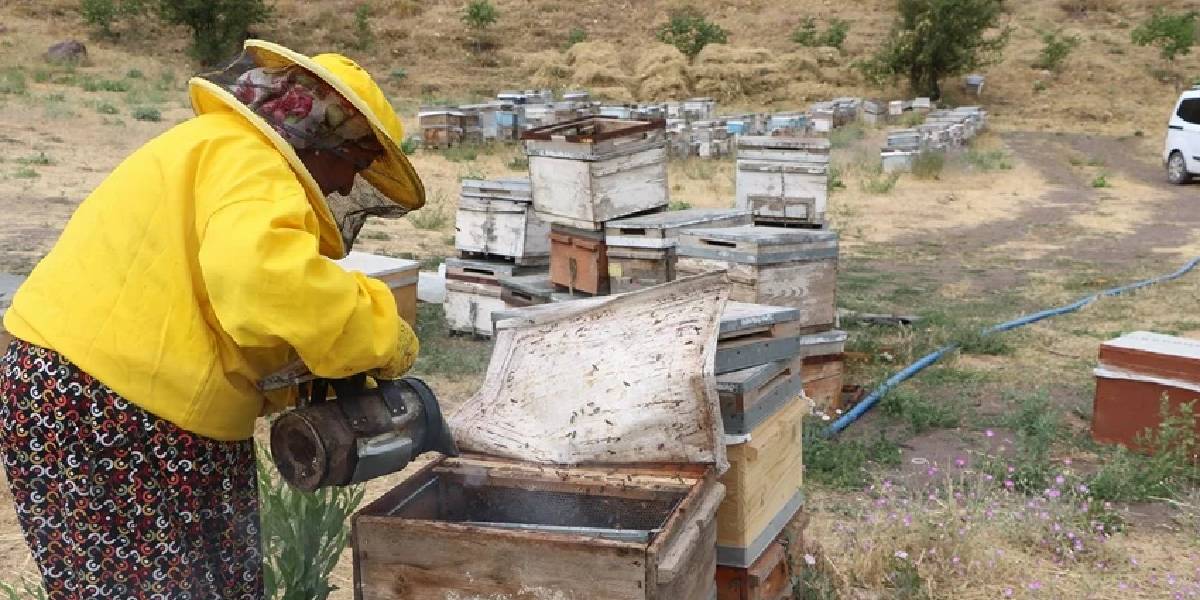 hakkaride-aricilik-yapan-3