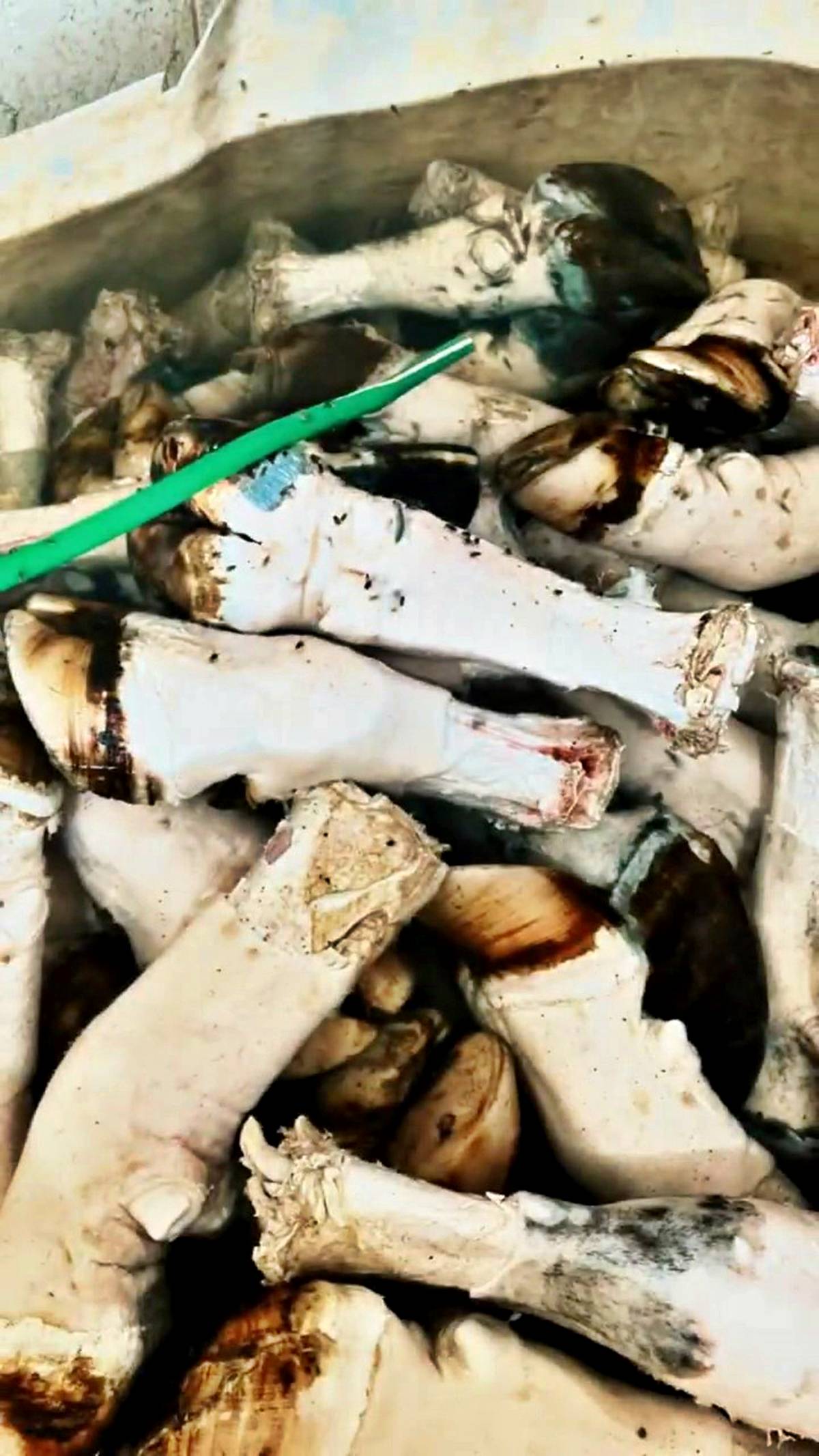 kacak-et-uretimi-nereye-sikayet-edilir-3