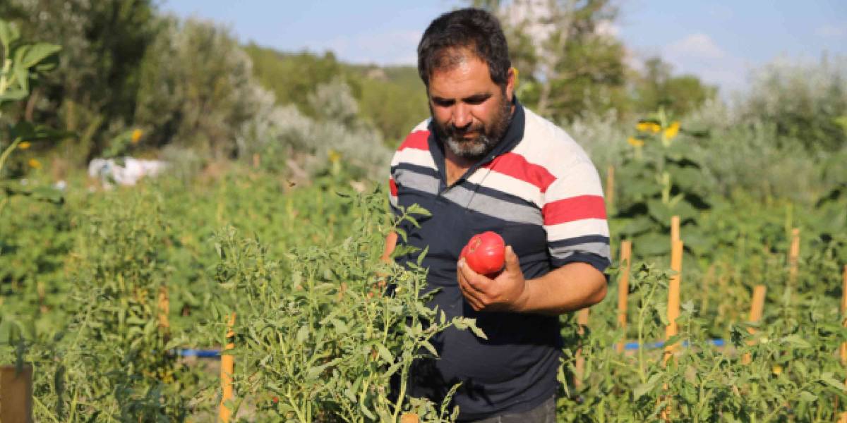 karabukte-maniye-domatesi-1