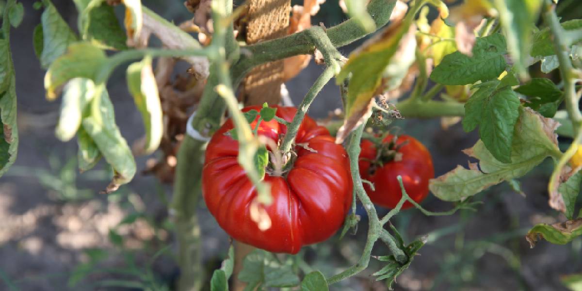 karabukte-maniye-domatesi-2