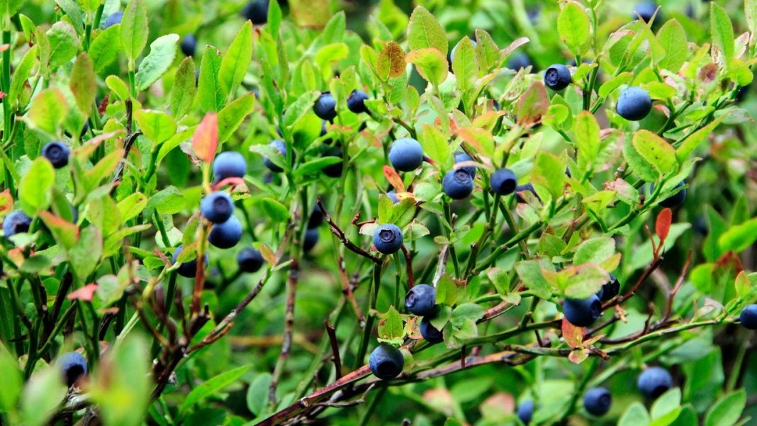 yaban-mersini-en-faydali-meyveler