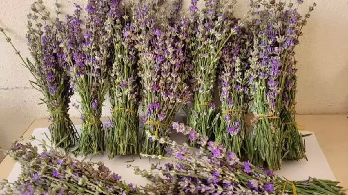 resim-2025-08-18-005212453