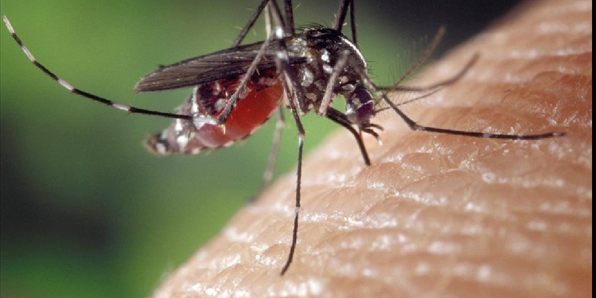 sivrisineklere-karsi-tuvalet-kagidi-2