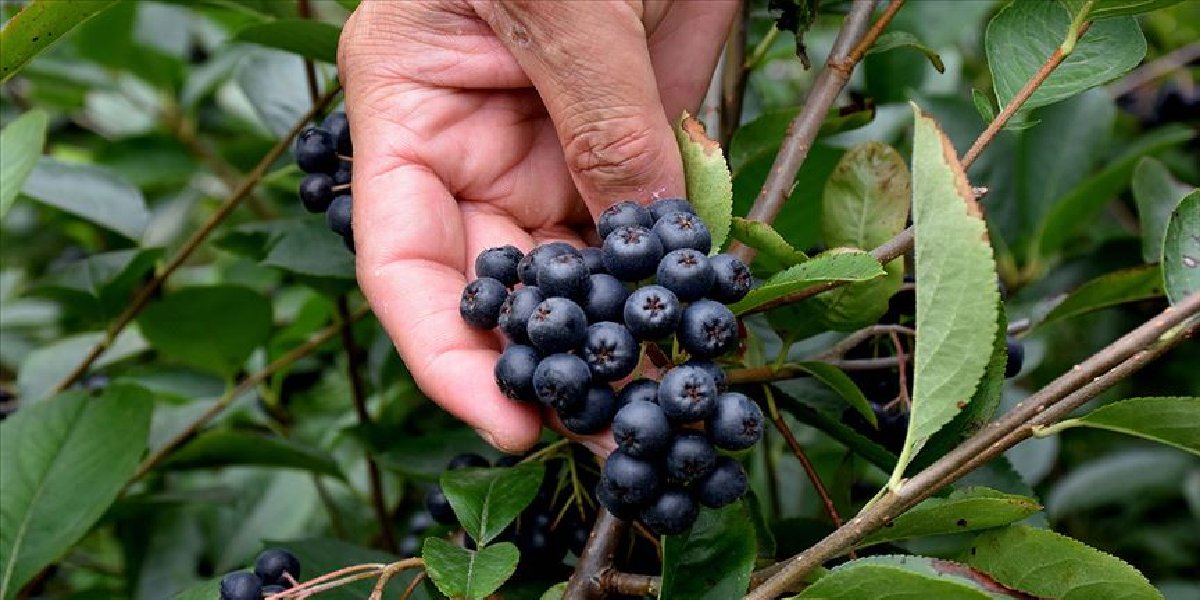 aronya-nedir-nerede-yetisir