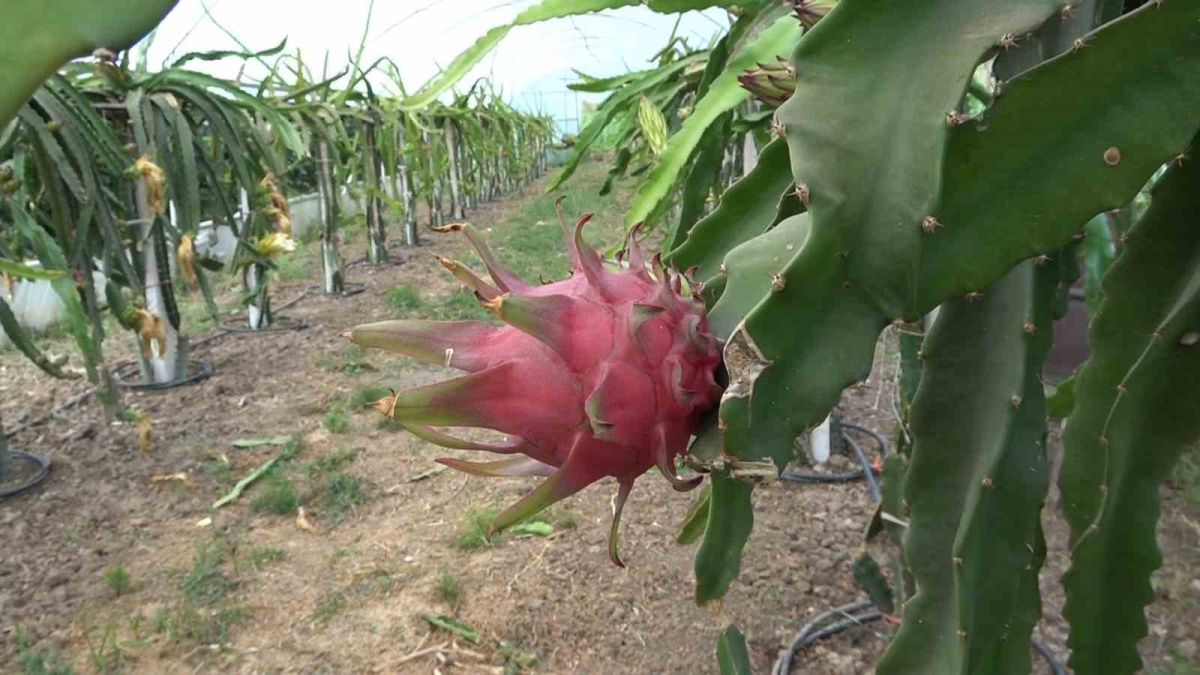 resim-2025-08-19-004753543