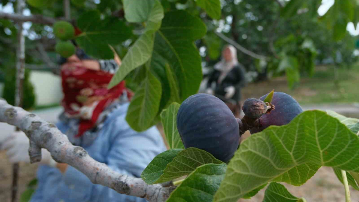 resim-2025-08-19-123955519