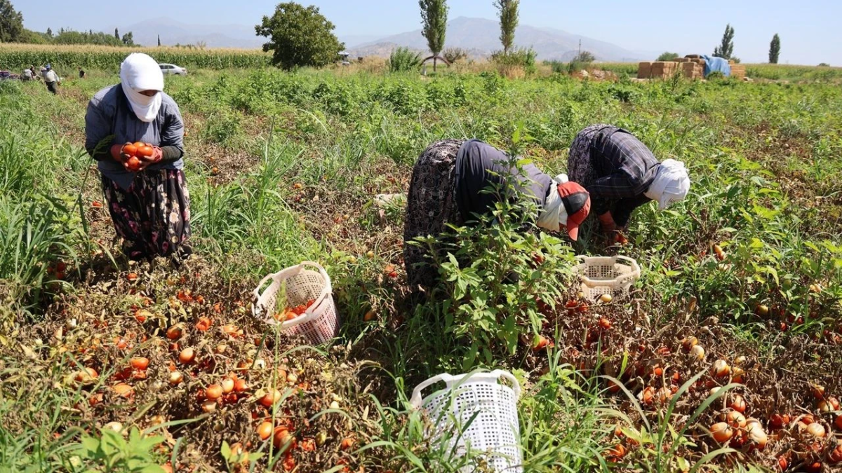 resim-2025-08-19-153138616