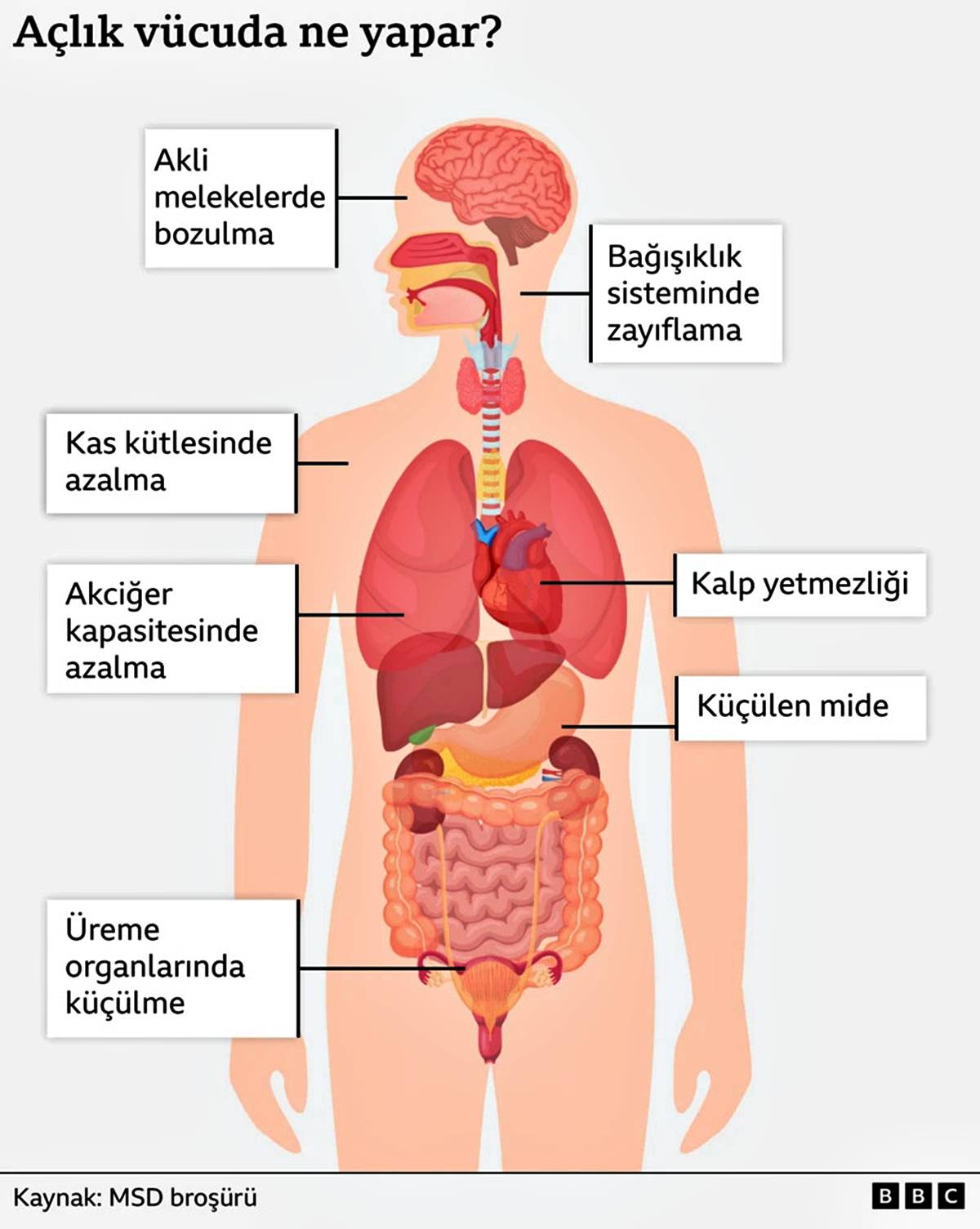 aclik-halinde-vucutta-neler-olur-1