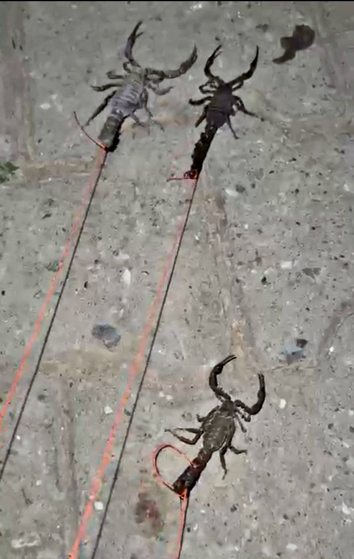 eve-gelen-akrep-gelmemesi-icin-ne-yapmali-1