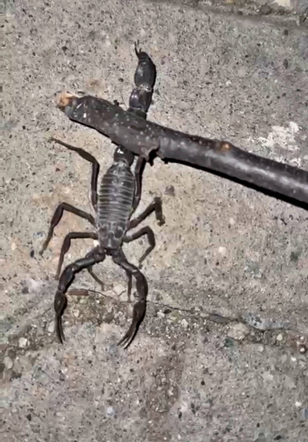 eve-gelen-akrep-gelmemesi-icin-ne-yapmali-2