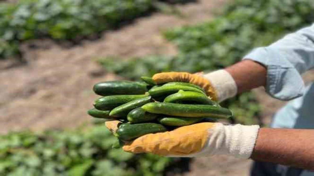 ihacomtr-19bcbfcb-d836-4b1d-946b-5cb1e023e0fa