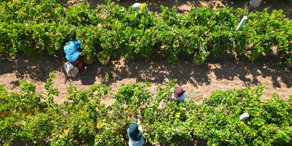 manisada-uzum-mesaisi-1