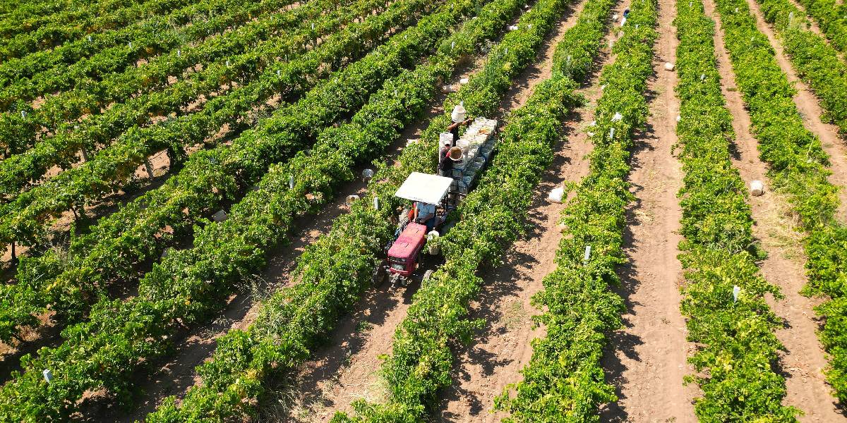 manisada-uzum-mesaisi-2