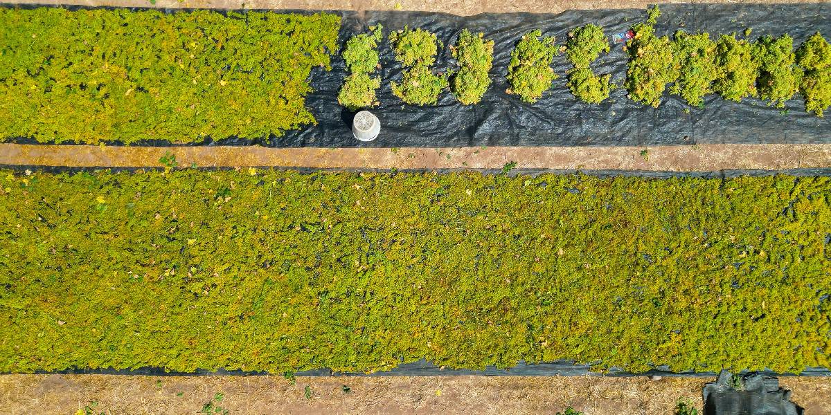 manisada-uzum-mesaisi-3