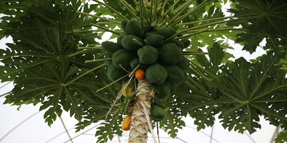 papaya-yetistirmek