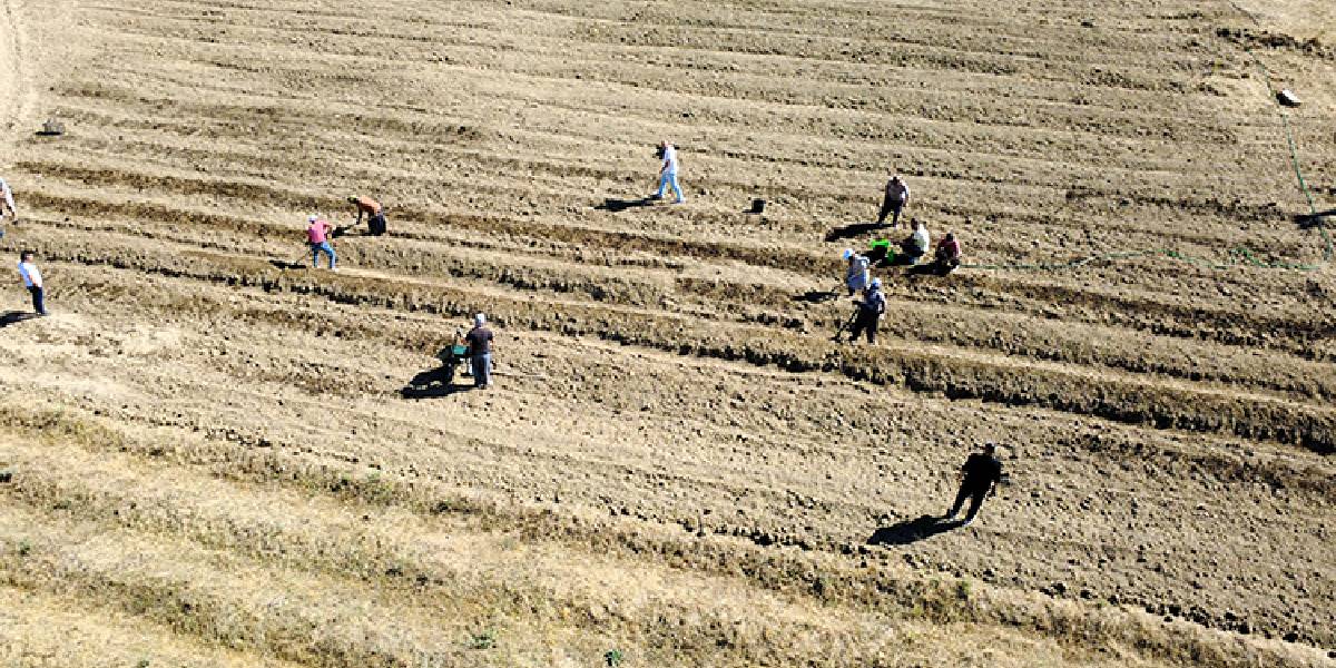 karabukte-safran-ekimi-basladi-1