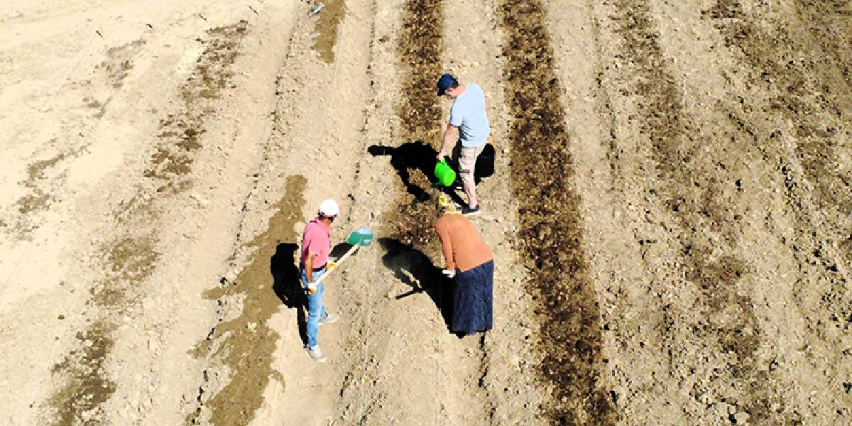 karabukte-safran-ekimi-basladi-2