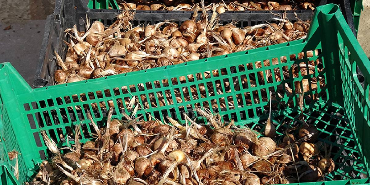 karabukte-safran-ekimi-basladi-3