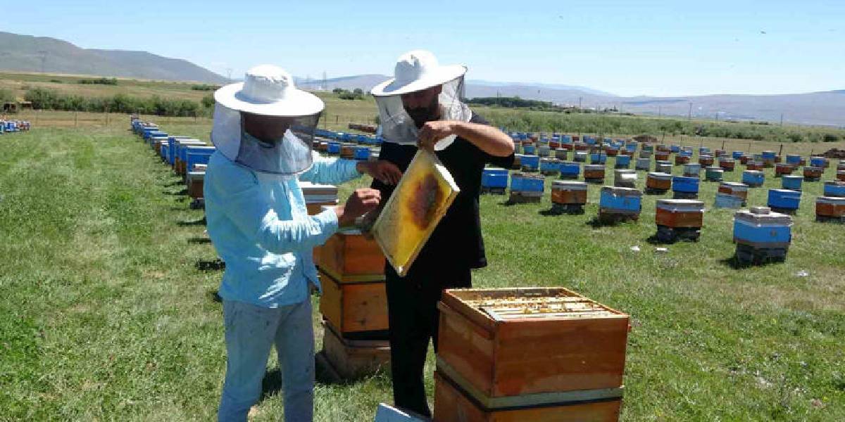 ardahan-bali-hasadi-basladi-1