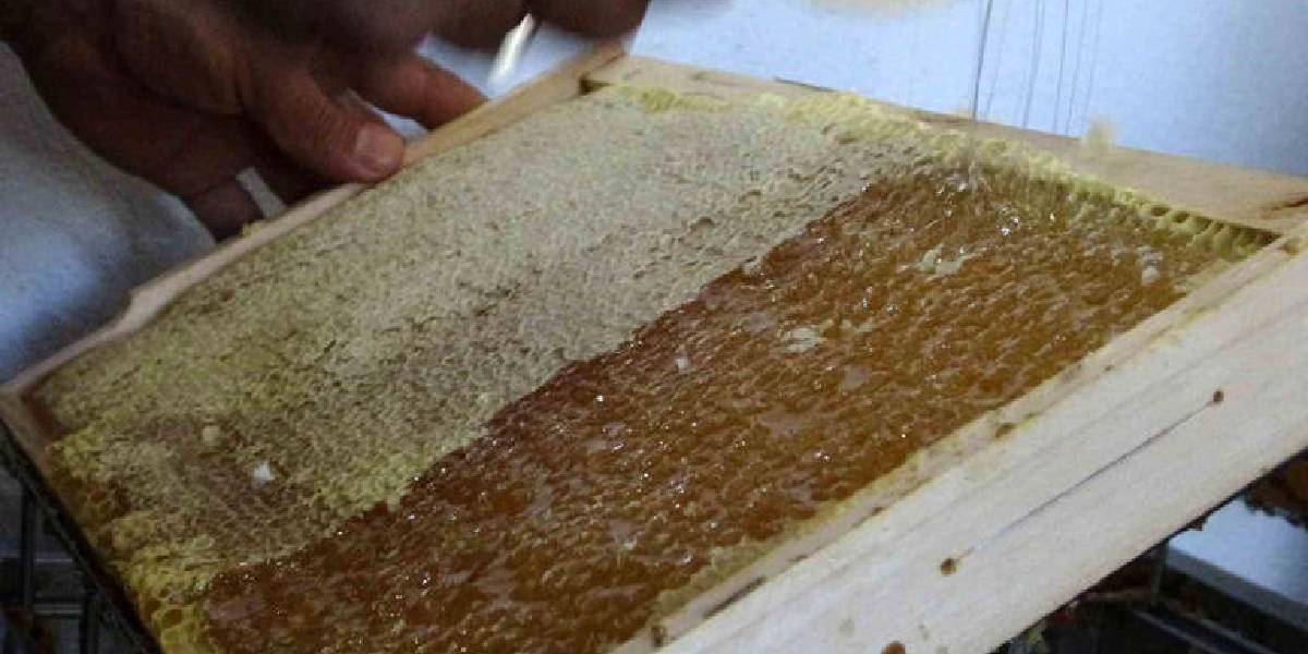 ardahan-bali-hasadi-basladi-2