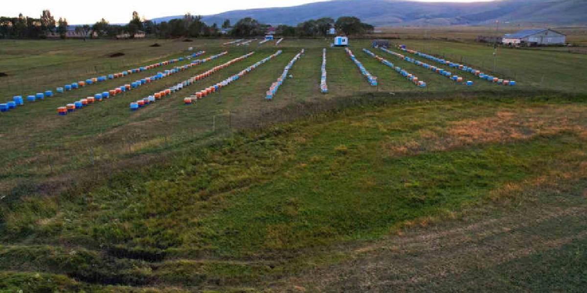 ardahan-bali-hasadi-basladi-3