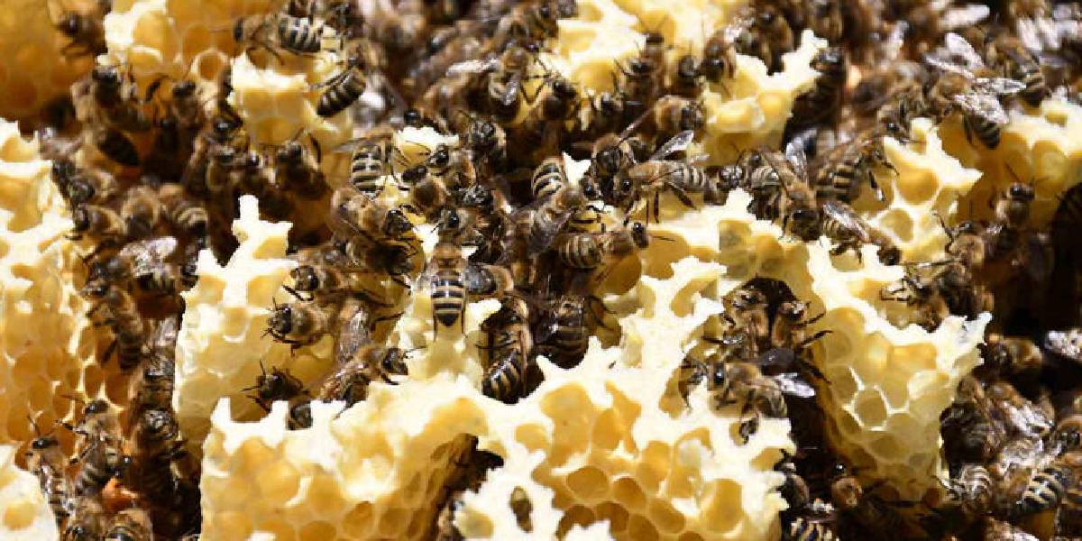 ardahan-bali-hasadi-basladi-4