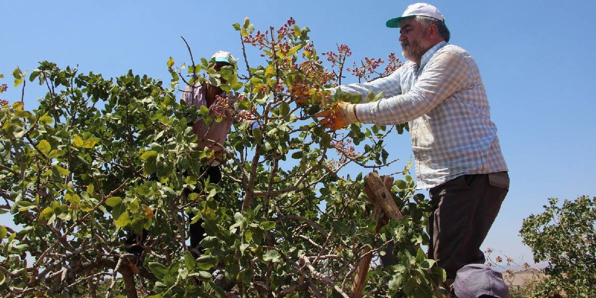 fistigin-kilosu-700-tlye-cikti-3