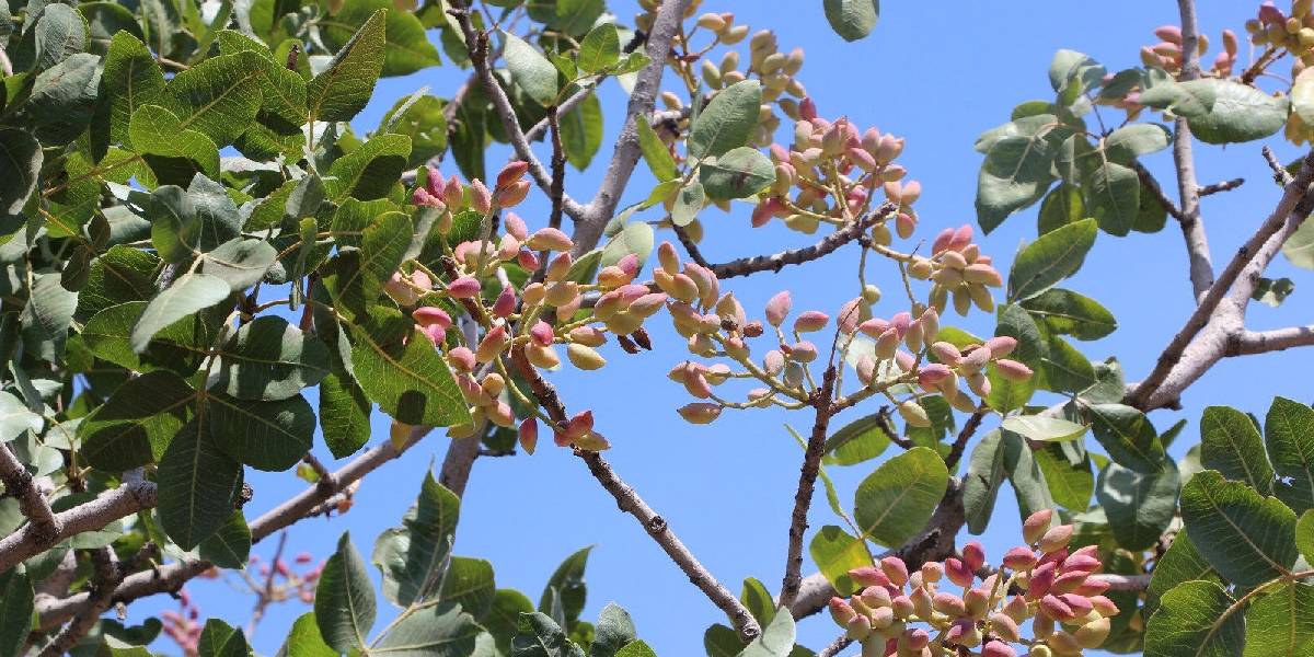 fistigin-kilosu-700-tlye-cikti-4