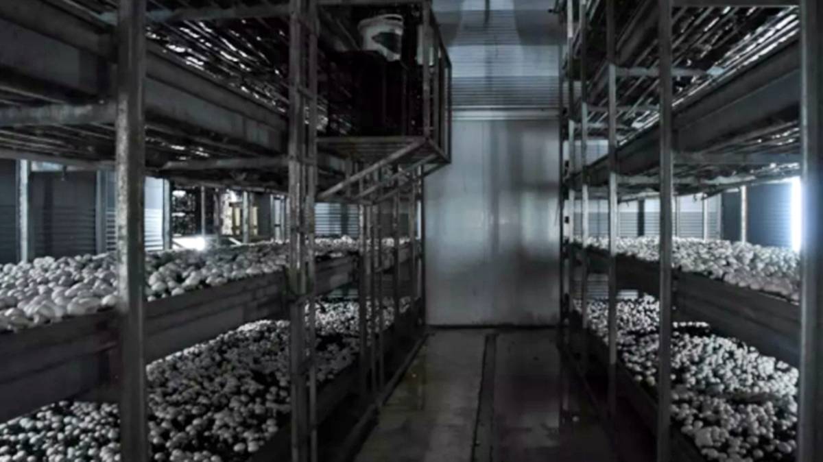 karamanda-mantar-ureten-mevlut-yuca-kimdir-iletisim-adresi-1