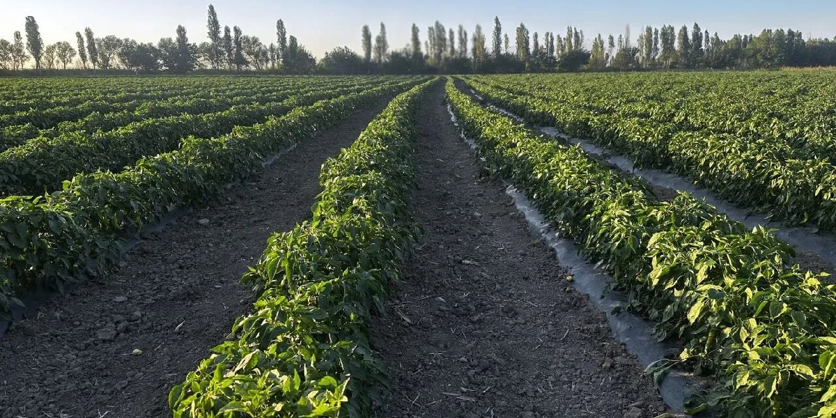 ali-akdemir-damla-sulama