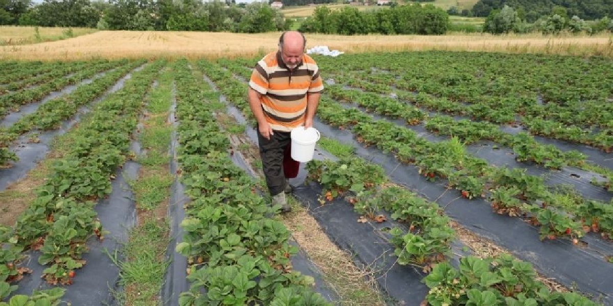 kazim-yuksel-maydanoz