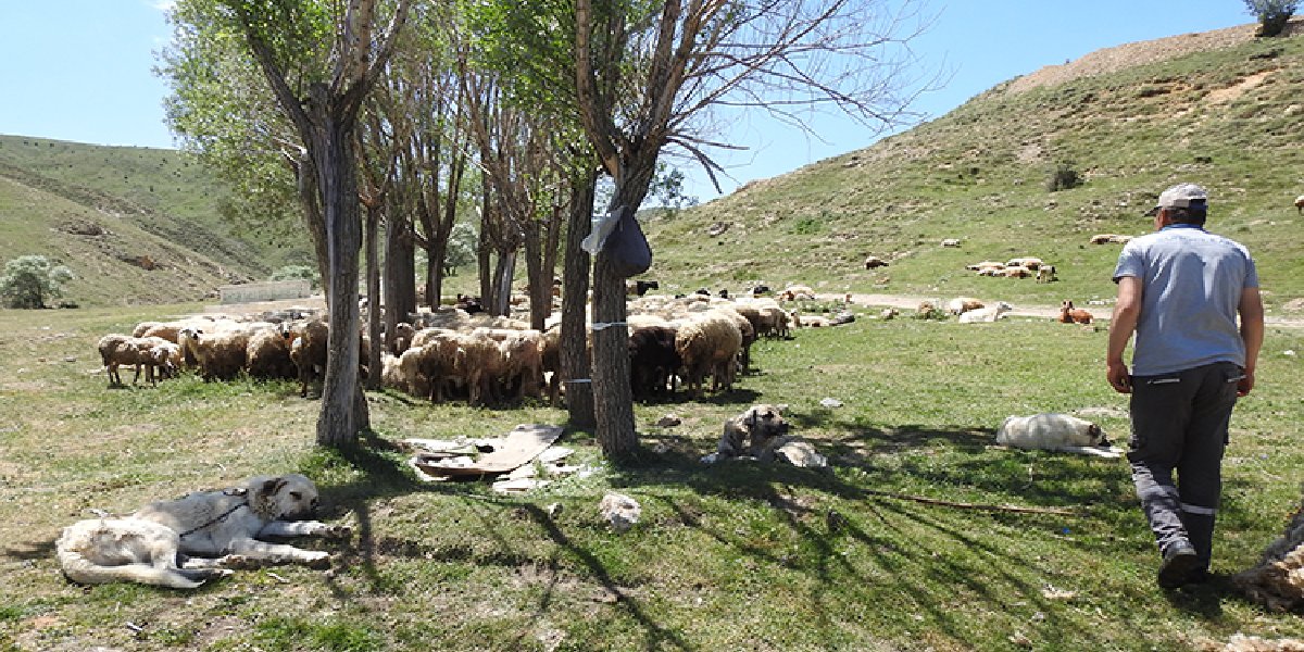 koyun-kirkmak